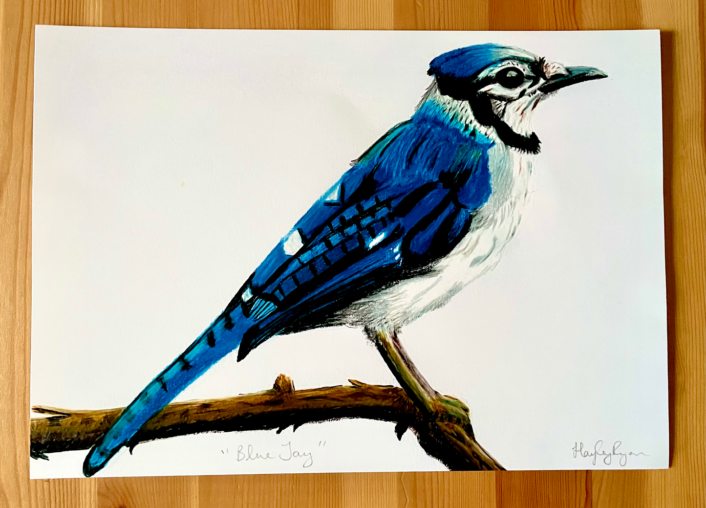 Blue Jay Print